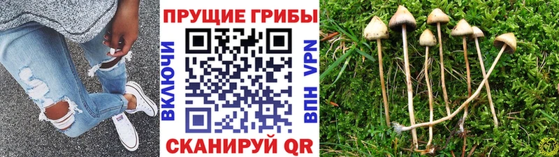 Псилоцибиновые грибы Psilocybine cubensis  Нефтегорск 